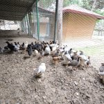 Belediyenin hayvanat bahçesi büyüyor