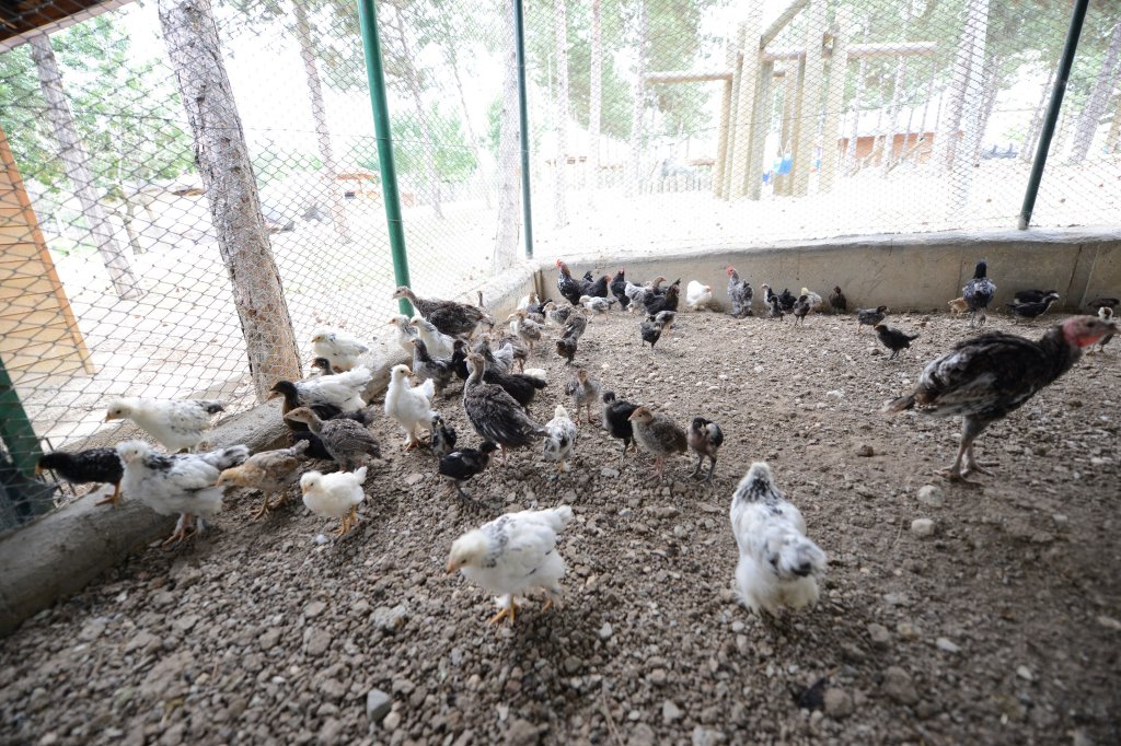 Belediyenin hayvanat bahçesi büyüyor