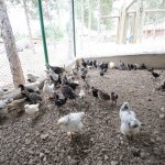 Belediyenin hayvanat bahçesi büyüyor