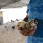 Belediyenin hayvanat bahçesi büyüyor