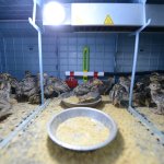 Belediyenin hayvanat bahçesi büyüyor