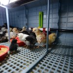 Belediyenin hayvanat bahçesi büyüyor