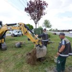 Belediyemiz çevre yolu kenarına 700 adet yetişmiş ağaç dikiyor
