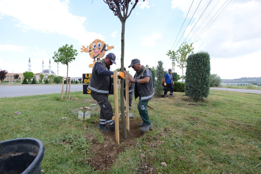 Belediyemiz çevre yolu kenarına 700 adet yetişmiş ağaç dikiyor