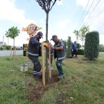 Belediyemiz çevre yolu kenarına 700 adet yetişmiş ağaç dikiyor