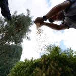 Belediyemiz çevre yolu kenarına 700 adet yetişmiş ağaç dikiyor