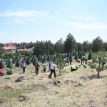 Kuraklığa karşı fidan diktiler
