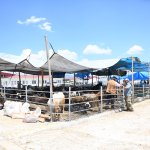 Başkan Aşgın’dan Hayvan Pazarına Ziyaret