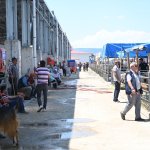 Başkan Aşgın’dan Hayvan Pazarına Ziyaret