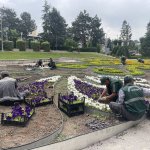 Çorum yaza girerken çiçeklerle bezeniyor