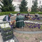 Çorum yaza girerken çiçeklerle bezeniyor