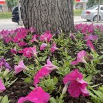 Çorum yaza girerken çiçeklerle bezeniyor