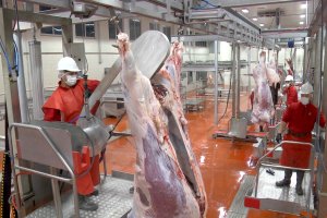 HalkEt’te kurban kesimi için online randevu sistemi açıldı