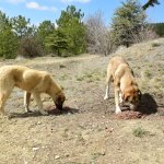 İhbarlara karşı Veteriner İşleri ekipleri 7/24 nöbette
