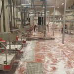 Belediyemiz, mezbahada da dezenfekte çalışmalarını tamamladı