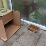 Sokağın hayvanına başkan sahip çıktı