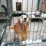 Sokak hayvanları için "klimalı misafirhane"