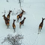 Sokak hayvanları için "klimalı misafirhane"