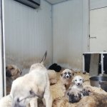 Sokak hayvanları için "klimalı misafirhane"