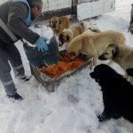 Sokak hayvanları için "klimalı misafirhane"