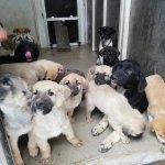 Sokak hayvanları için "klimalı misafirhane"