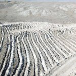 Çorum fidan dikiminde rekor'a koştu