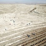 Çorum fidan dikiminde rekor'a koştu