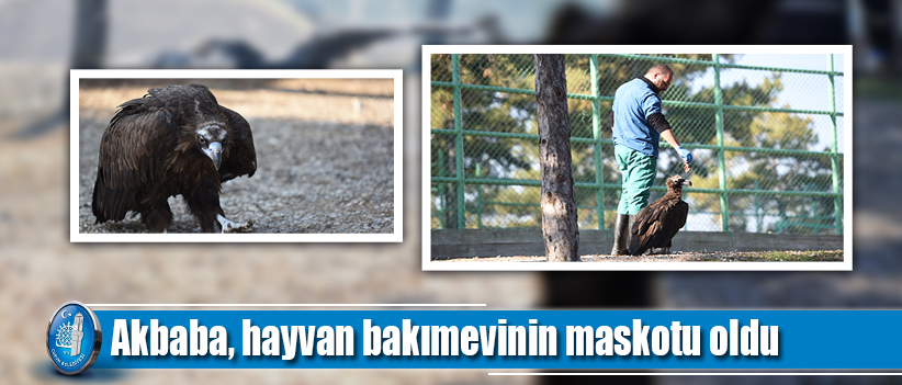 Akbaba, hayvan bakımevinin maskotu oldu