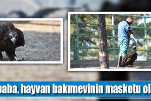Akbaba, hayvan bakımevinin maskotu oldu