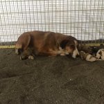 Donmak üzereydiler, şimdi sıcak yuvalarındalar