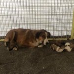 Donmak üzereydiler, şimdi sıcak yuvalarındalar