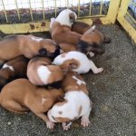 Donmak üzereydiler, şimdi sıcak yuvalarındalar