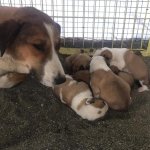 Donmak üzereydiler, şimdi sıcak yuvalarındalar