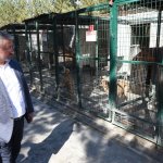 Akbaba, hayvan bakımevinin maskotu oldu