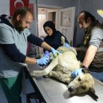 Belediyemiz, yaralı köpeğin tedavisini yaptı