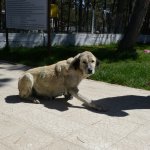 Belediyemiz, yaralı köpeğin tedavisini yaptı