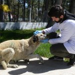 Belediyemiz, yaralı köpeğin tedavisini yaptı