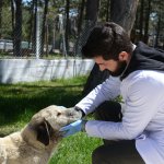 Belediyemiz, yaralı köpeğin tedavisini yaptı