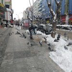 Donmak üzereydiler, şimdi sıcak yuvalarındalar