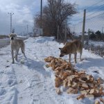 Donmak üzereydiler, şimdi sıcak yuvalarındalar