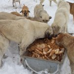 Donmak üzereydiler, şimdi sıcak yuvalarındalar