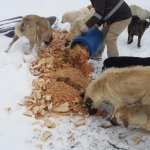 Donmak üzereydiler, şimdi sıcak yuvalarındalar