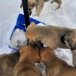 Donmak üzereydiler, şimdi sıcak yuvalarındalar