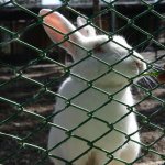 Öğrenciler Hayvan Parkı’nı gezdi