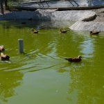 Öğrenciler Hayvan Parkı’nı gezdi