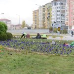 50 Bin hercai menekşe