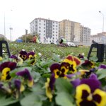 50 Bin hercai menekşe