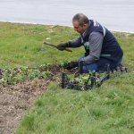 50 Bin hercai menekşe