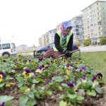 50 Bin hercai menekşe