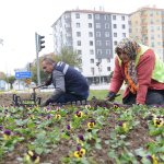 50 Bin hercai menekşe